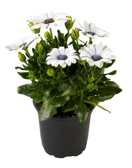 Spansk marguerit 11 cm potte